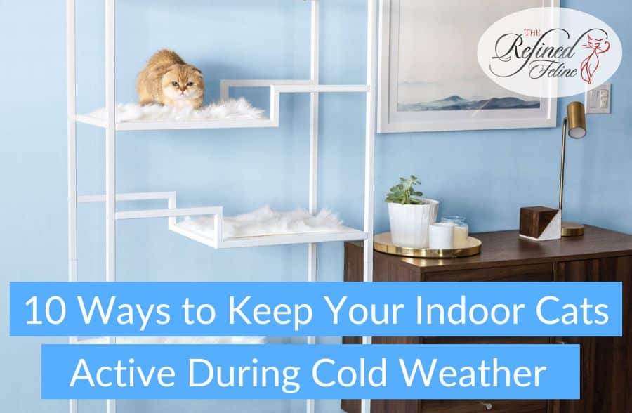 10 Ways to keep Your Indoor Cats Active During Cold Weather