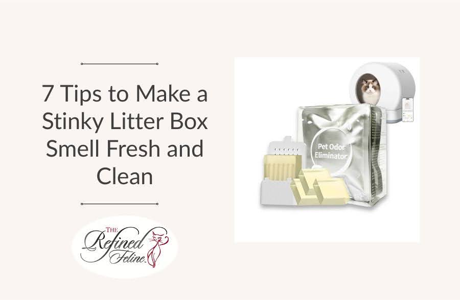7 tips to make a stinky litter box smell fresh & clean