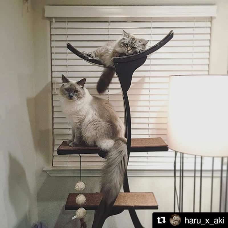 Lotus Cat Tower Espresso