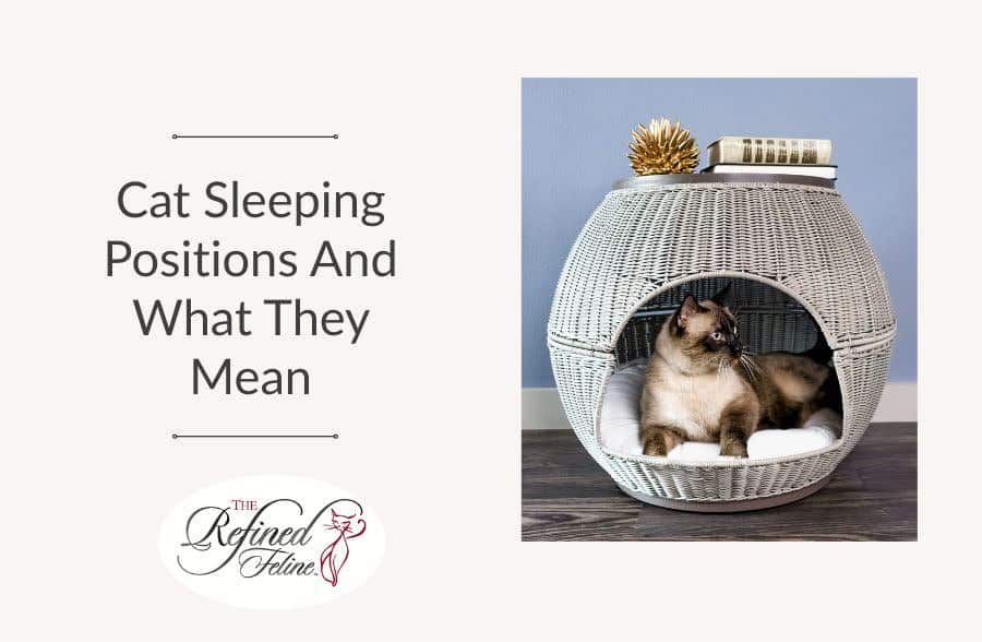Cat Sleeping Positions and What They Mean