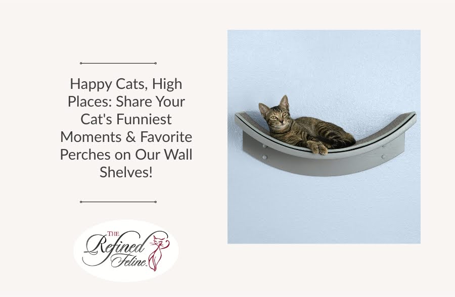Happy Cats, High Places: Share Your Cat's Funniest Moments & Favorite Perches on Our Wall Shelves!