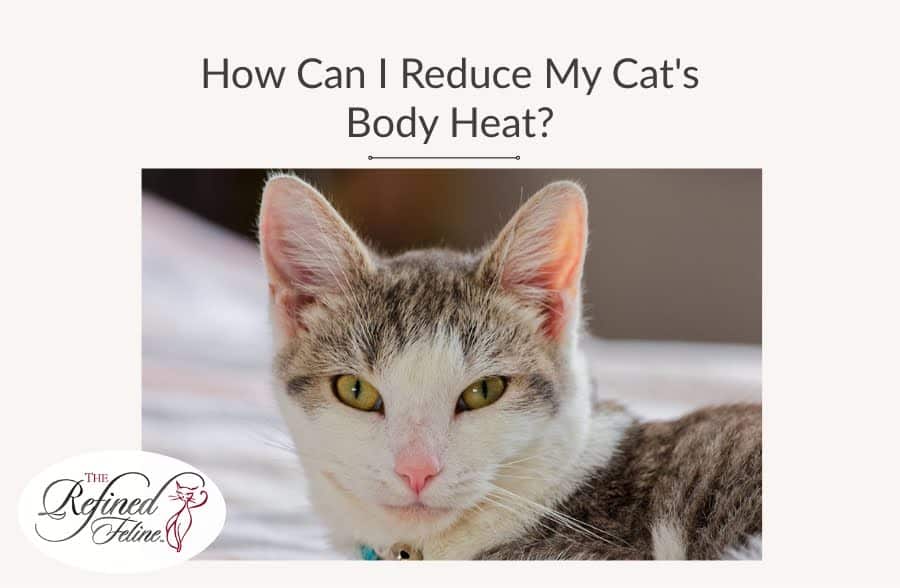 How Can I Reduce My Cat's Body Heat?