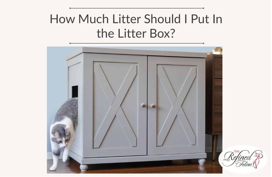 How Much Litter Should I Put In the Litter Box