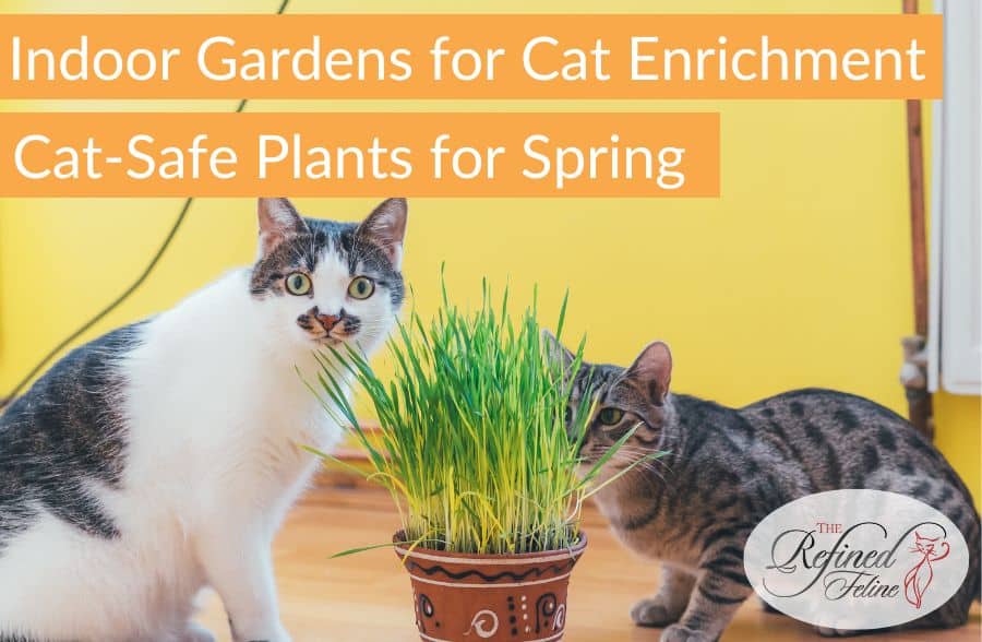 Indoor Gardens for Cat Enrichment Cat-Safe Plants for Spring