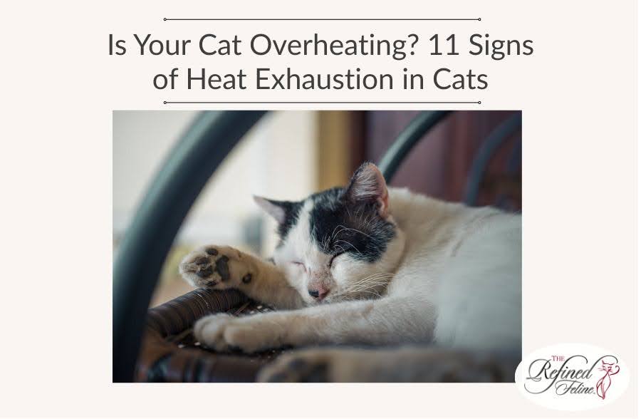 Is Your Cat Overheating? 11Signs of Heat Exhaustion in Cats