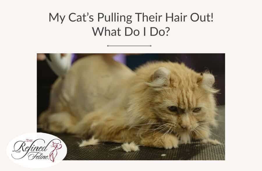 My Cat’s Pulling Their Hair Out! What Do I Do?