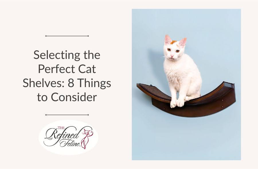 Selecting the Perfect Cat Shelves