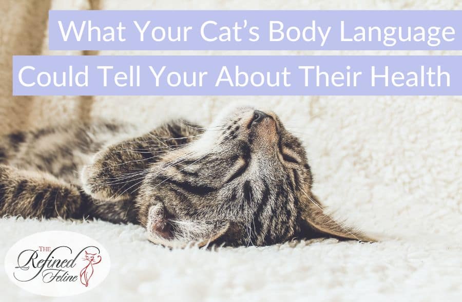 What Your Cat's Body Language Could Tell Your About Their Health