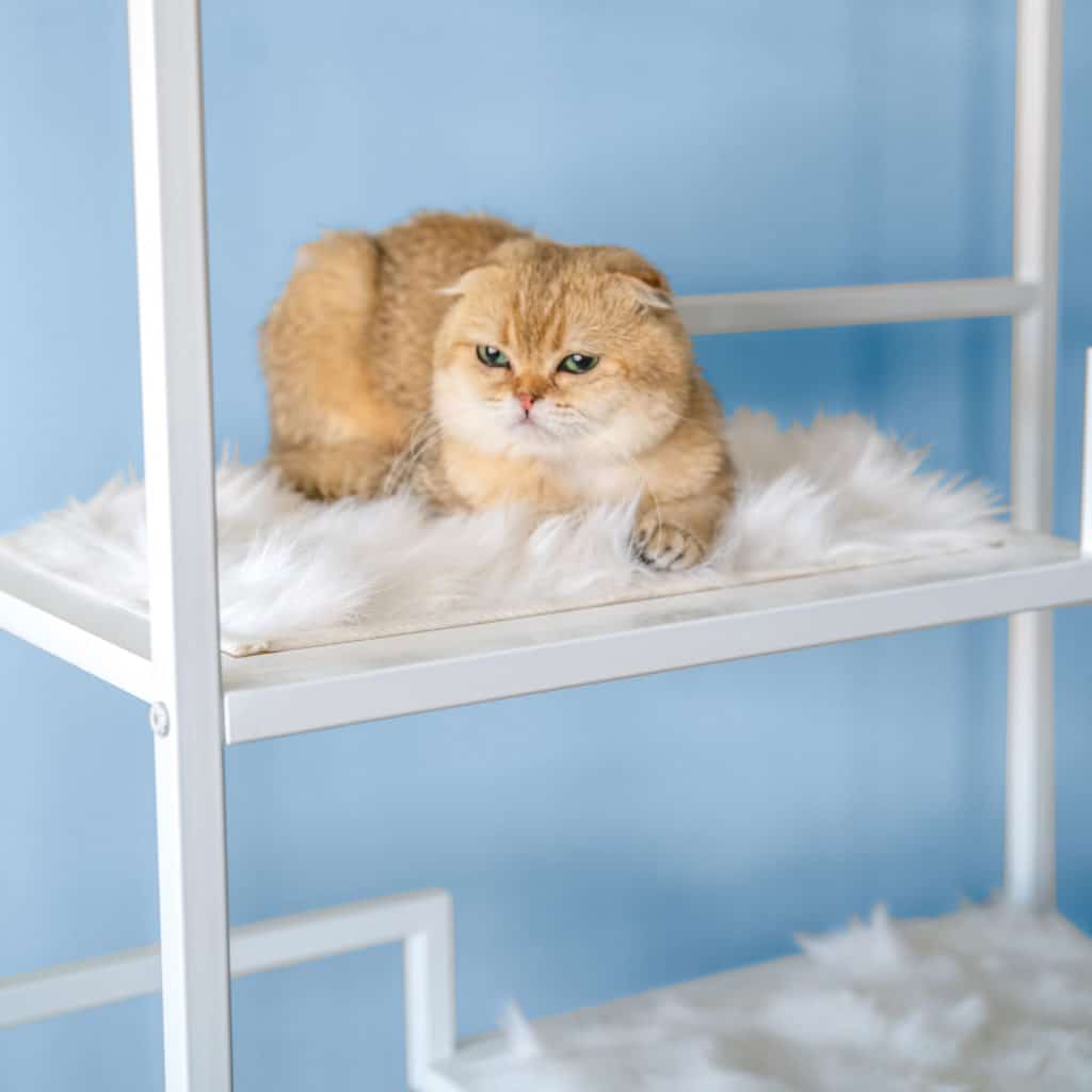 White Cushion For Metropolitan Cat Condo