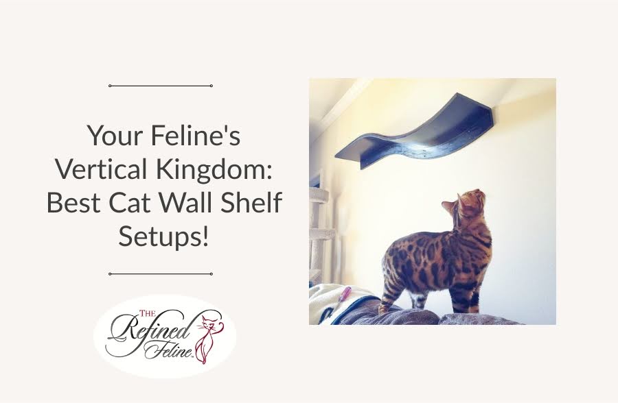 Your Feline's Vertical Kingdom: Best Cat Wall Shelf Setups!